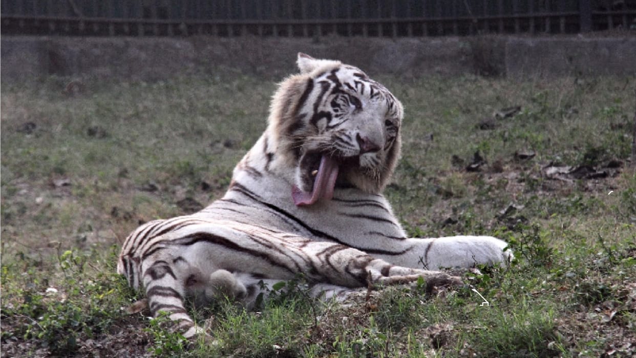 Delhi Zoo will open on March 1 limited number of entry and tickets will be available online