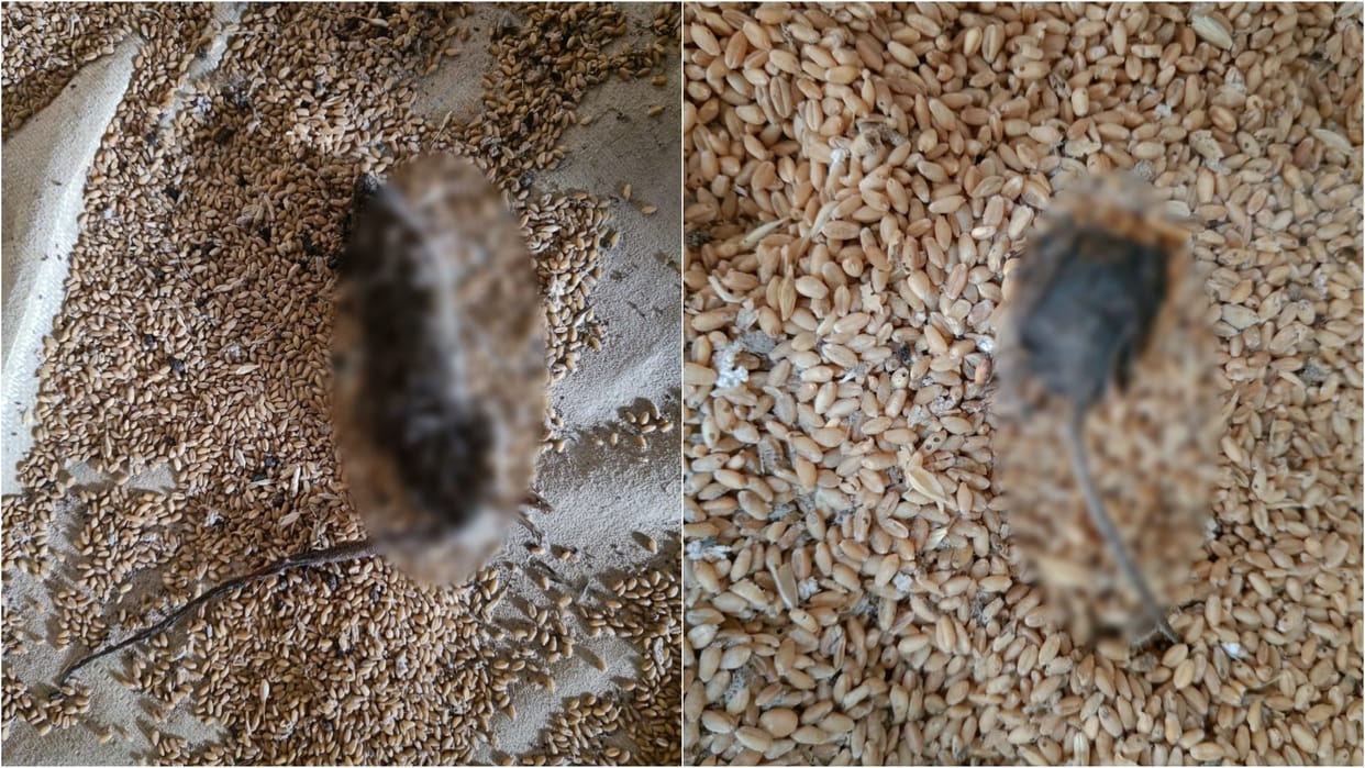 rotten rats found in the wheat of flour factory in agra