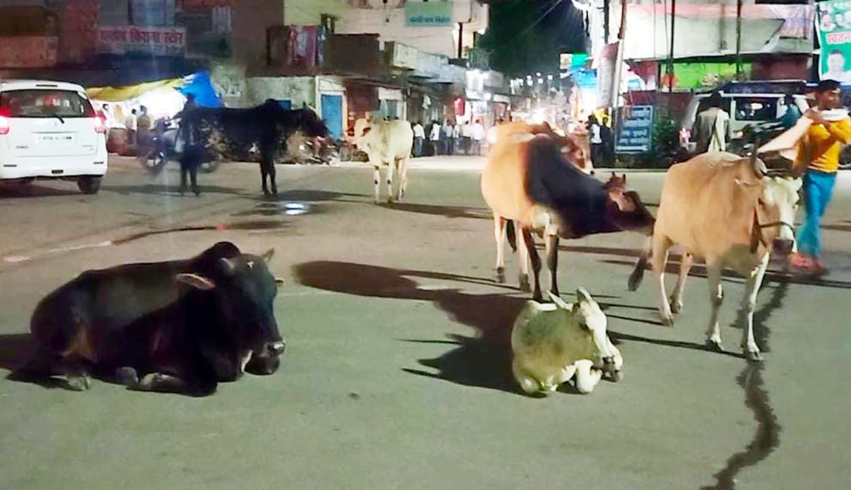 Herds of animals left from the fields to the highway, people upset