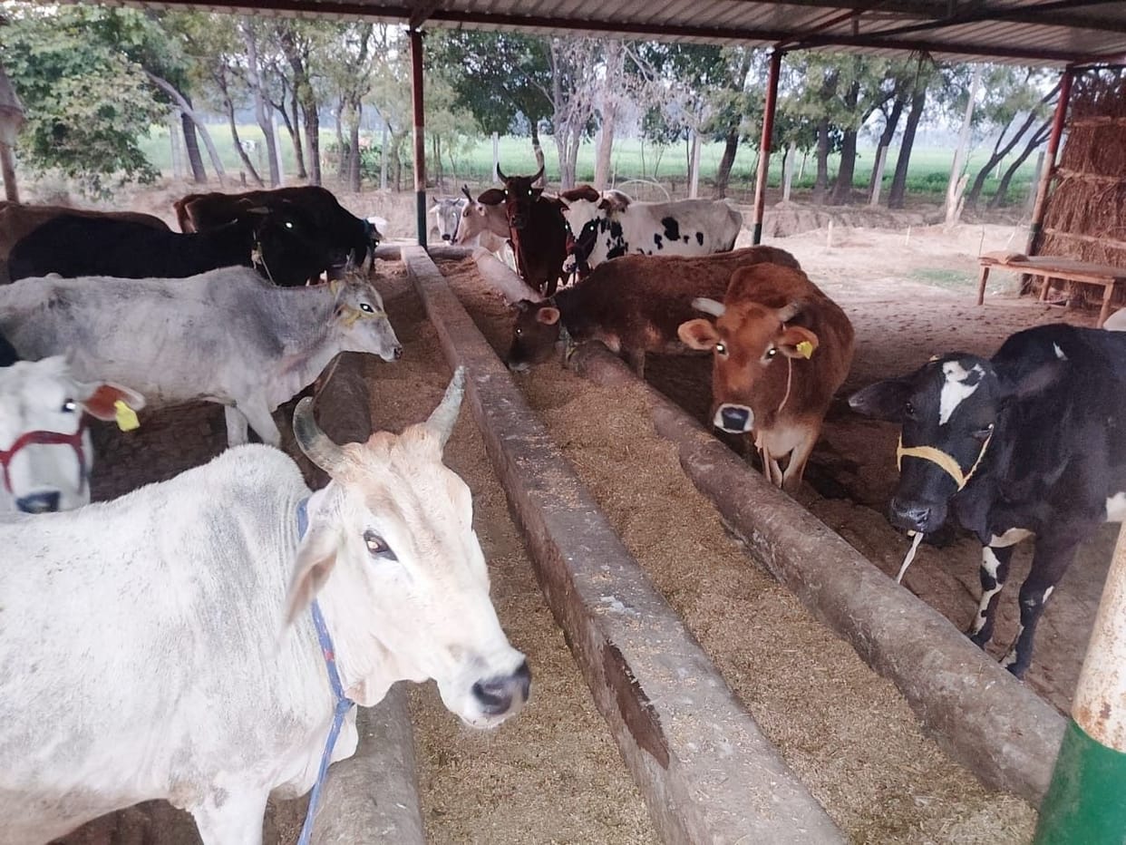 30 rupees are available for cow's fodder, 90 rupees are being spent