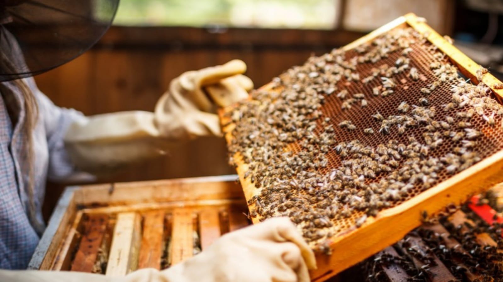 Business Ideas Beekeeping Honey Farming Madhumakhi Palan Earn Rs 5 Lakh Monthly