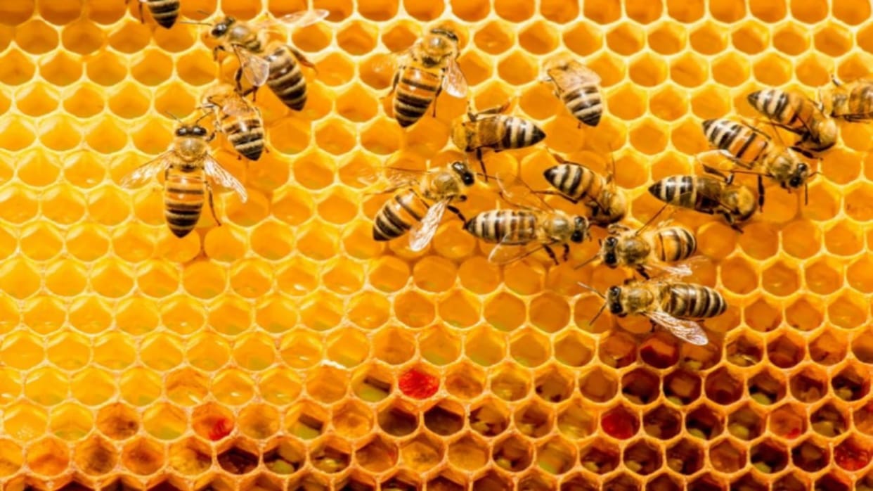 Elderly farmer dies due to bee sting in Bijnor