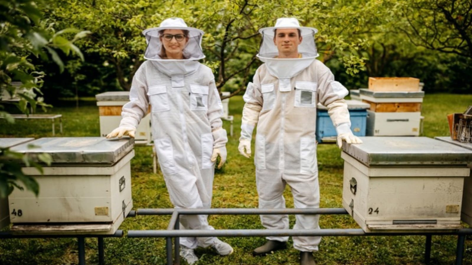 Business Ideas Beekeeping Honey Farming Madhumakhi Palan Earn Rs 5 Lakh Monthly