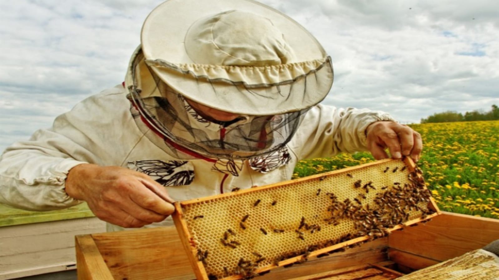 Business Ideas Beekeeping Honey Farming Madhumakhi Palan Earn Rs 5 Lakh Monthly