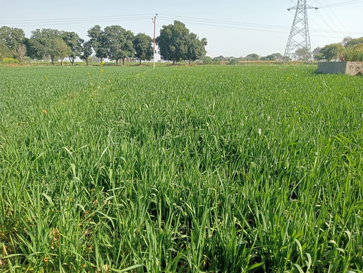 Rising temperature increased the concern of farmers