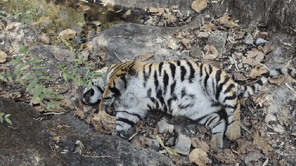 Deadly grass of Madhya Pradesh: Young tigress got hurt by grass near Kanha National Park, died due to infection