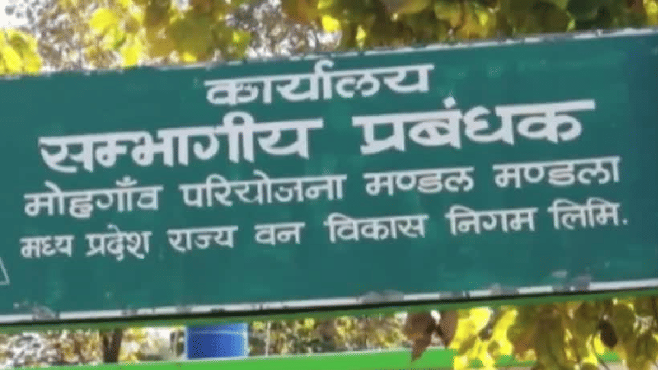 Deadly grass of Madhya Pradesh: Young tigress got hurt by grass near Kanha National Park, died due to infection