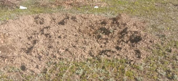 Animal Kills Agriculture In Someshwar