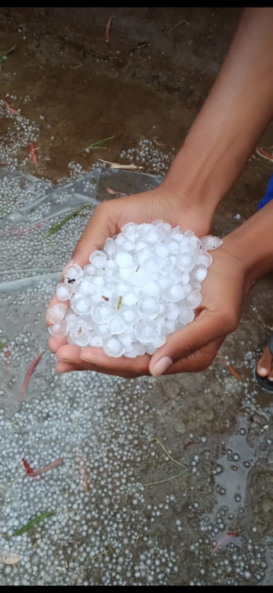 The hail fell on the growing crops, the farmers stunned