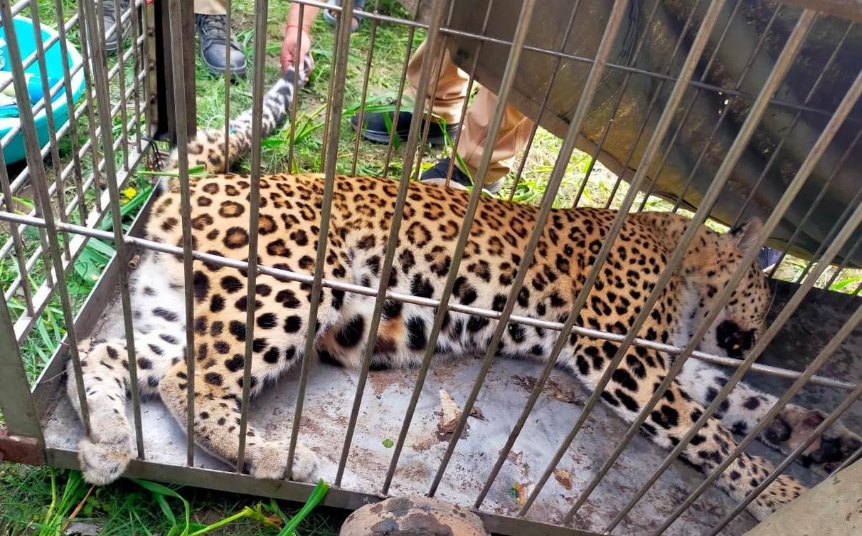 Leopard in Nepal Border Banbasa