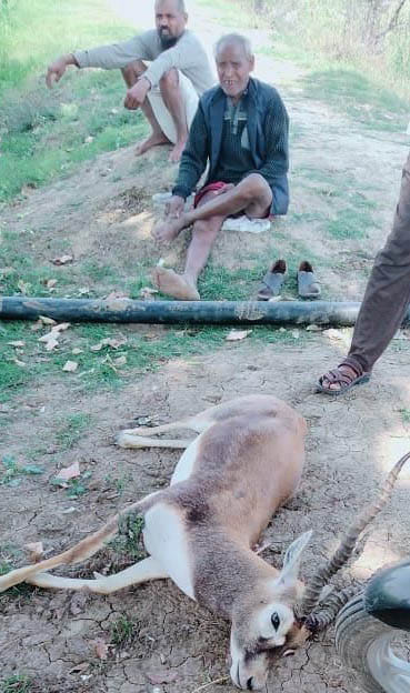 Rare black deer caught and killed