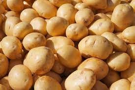 Changed weather patterns, crisis on potato, gram and pea crops