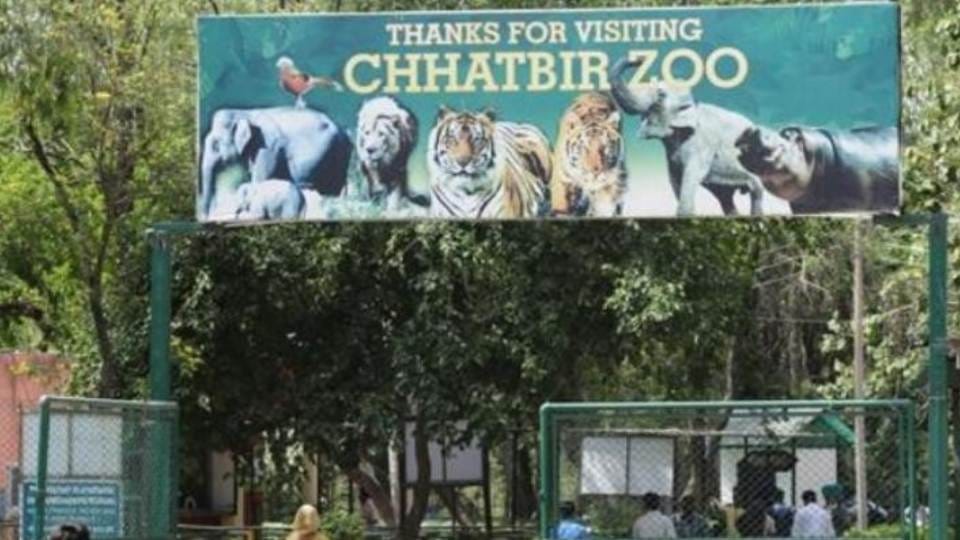 Chhatbir Zoo will now open with 75 Percent capacity