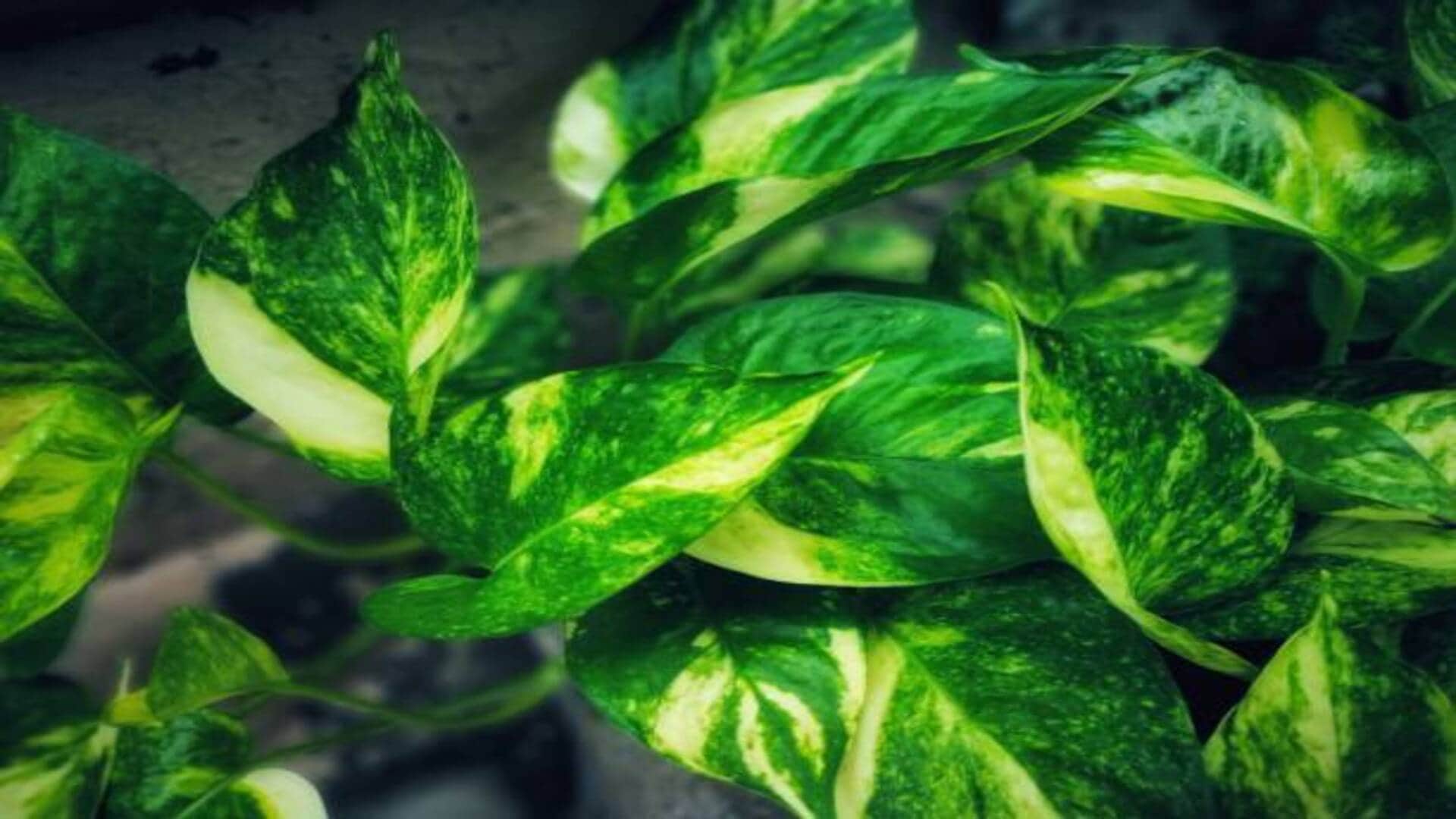 Vastu Tips in hindi Do not make these mistakes even by forgetting while planting a money plant in the house