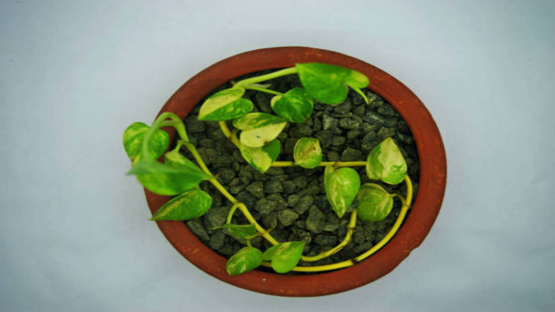 Vastu Tips in hindi Do not make these mistakes even by forgetting while planting a money plant in the house