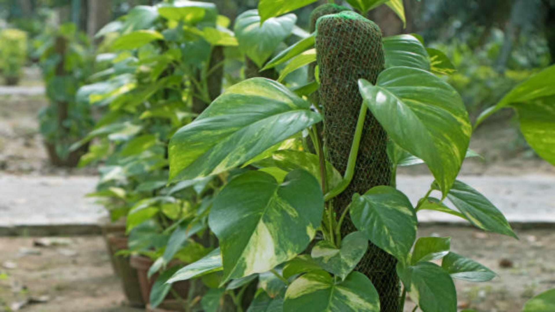 Vastu Tips for Money Don't Gift Money Plant to Others Know in Details