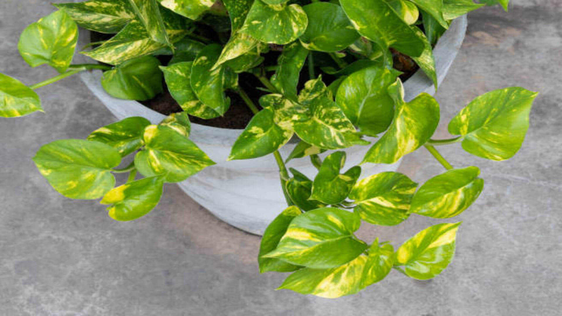 Vastu Tips Do not do these mistakes related to money plant otherwise you become bankrupt
