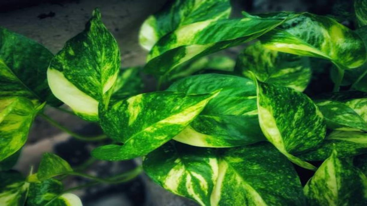 money plant planting vastu tips to attract wealth in home