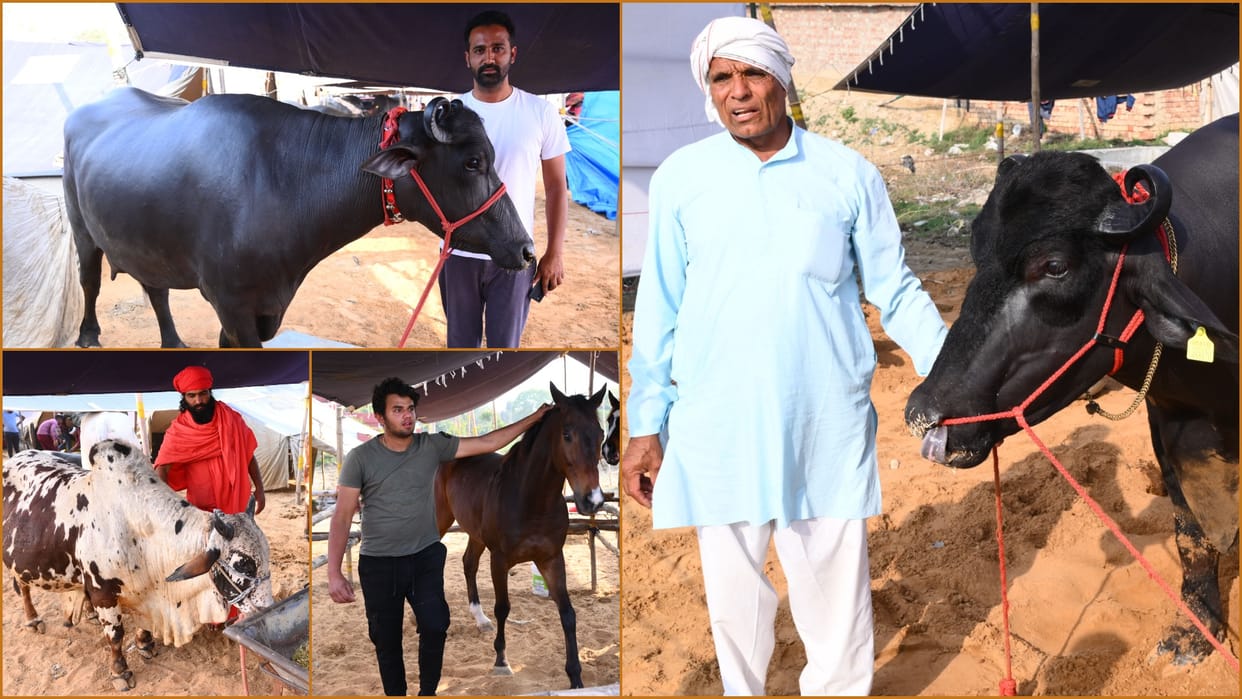 State level animal exhibition in Bhiwani of Haryana