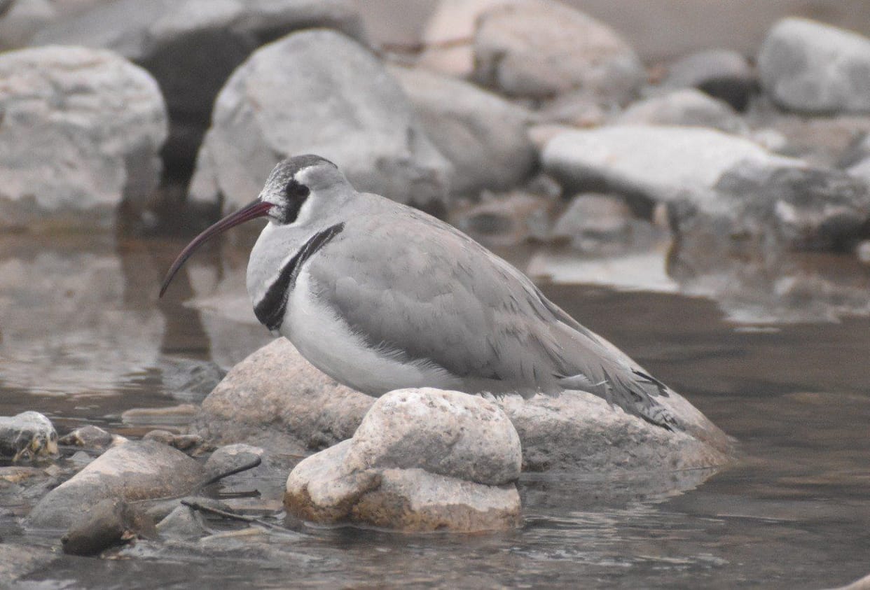 Eyebisbill seen for the first time in Jhilmil Lake