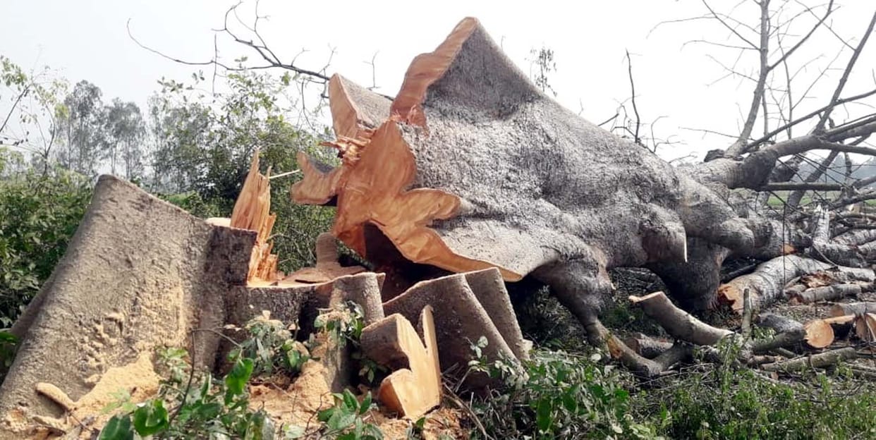 Semal trees standing on government land sold secretly