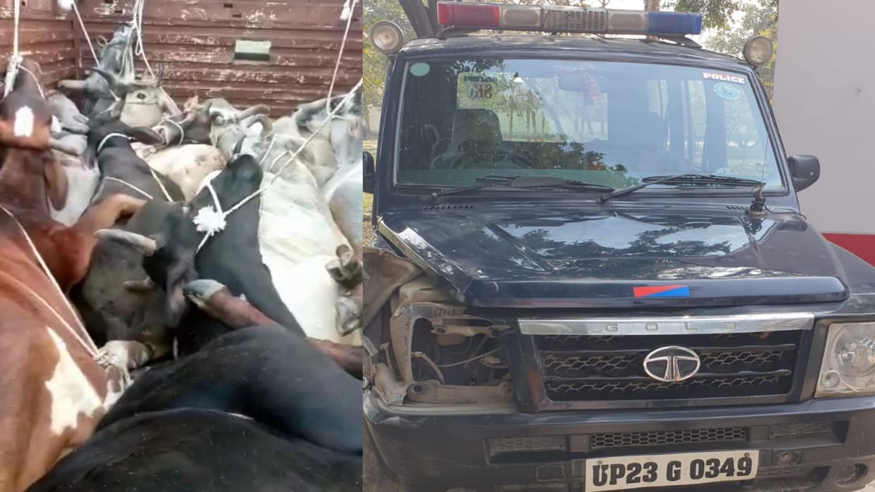 Amroha animal smugglers hits police van then ran away leaving canter with 14 cattles
