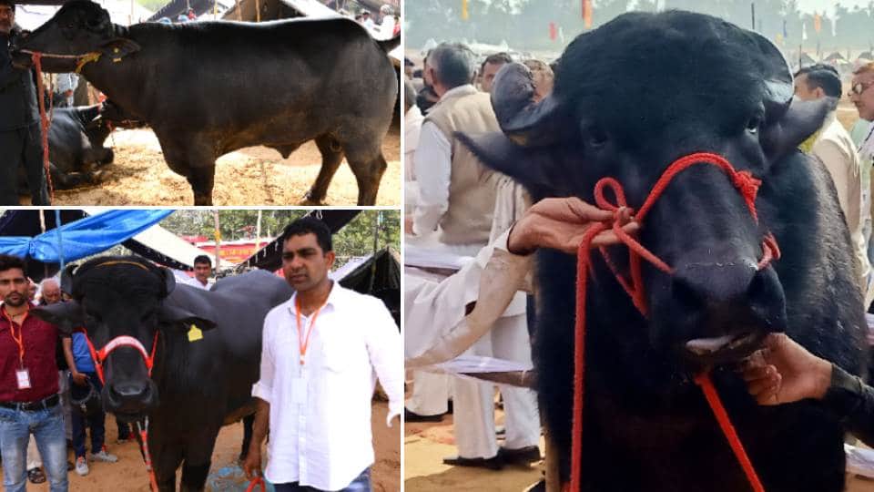 The earning of these Murrah buffaloes are in lakhs rupees in a months