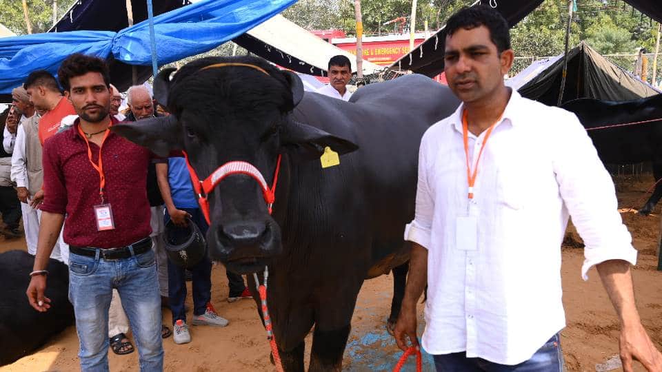 The earning of these Murrah buffaloes are in lakhs rupees in a months