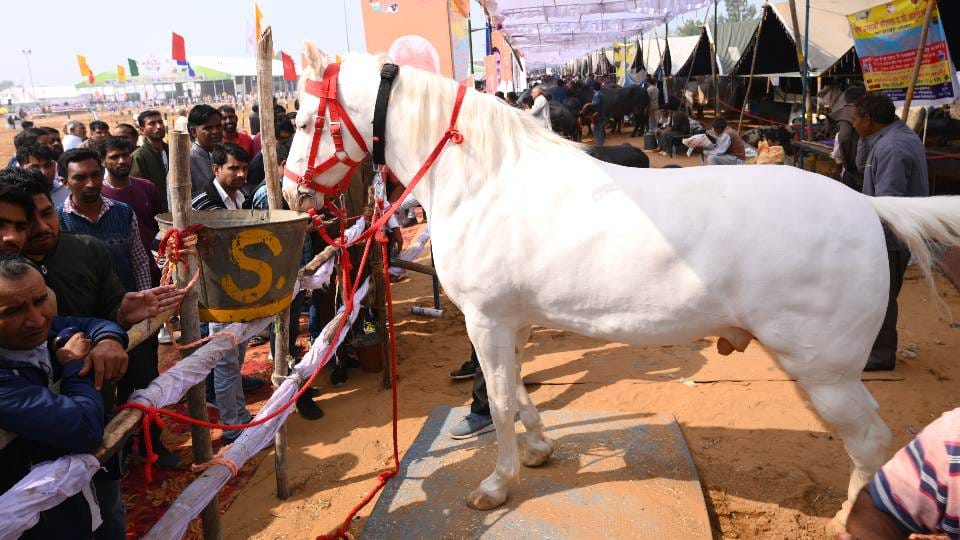 Horse sold for two lakhs in animal fair of Madhiyai, cattle traders gathered