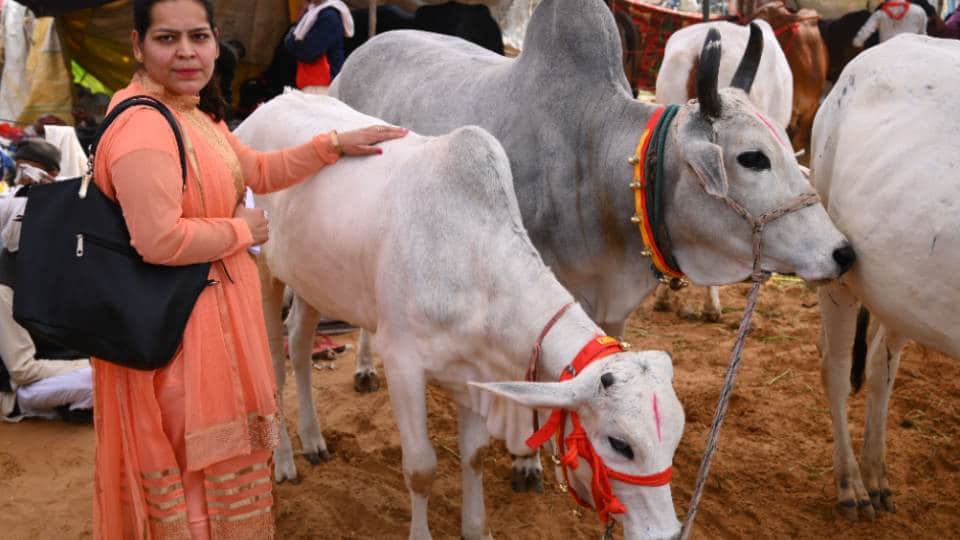 The earning of these Murrah buffaloes are in lakhs rupees in a months