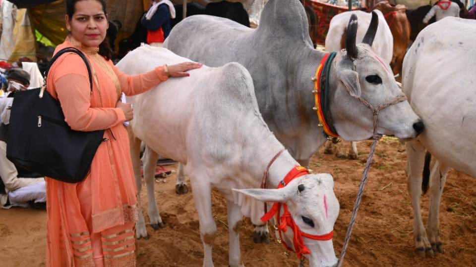 The earning of these Murrah buffaloes are in lakhs rupees in a months