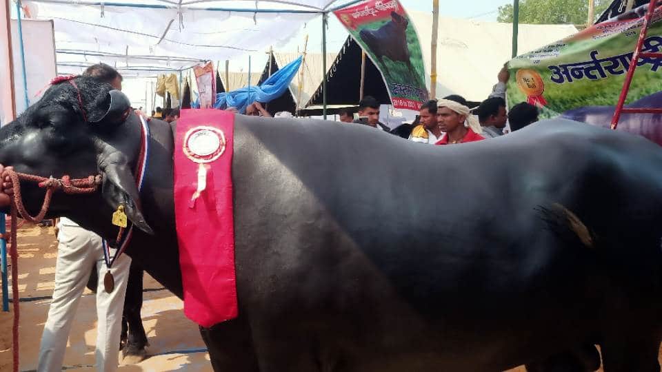 These buffaloes are more expensive than luxury vehicles