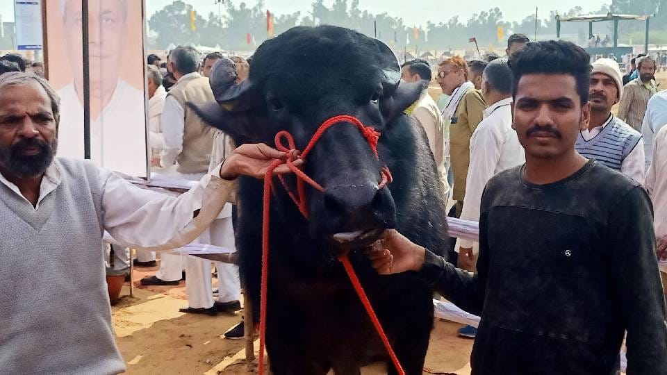 These buffaloes are more expensive than luxury vehicles