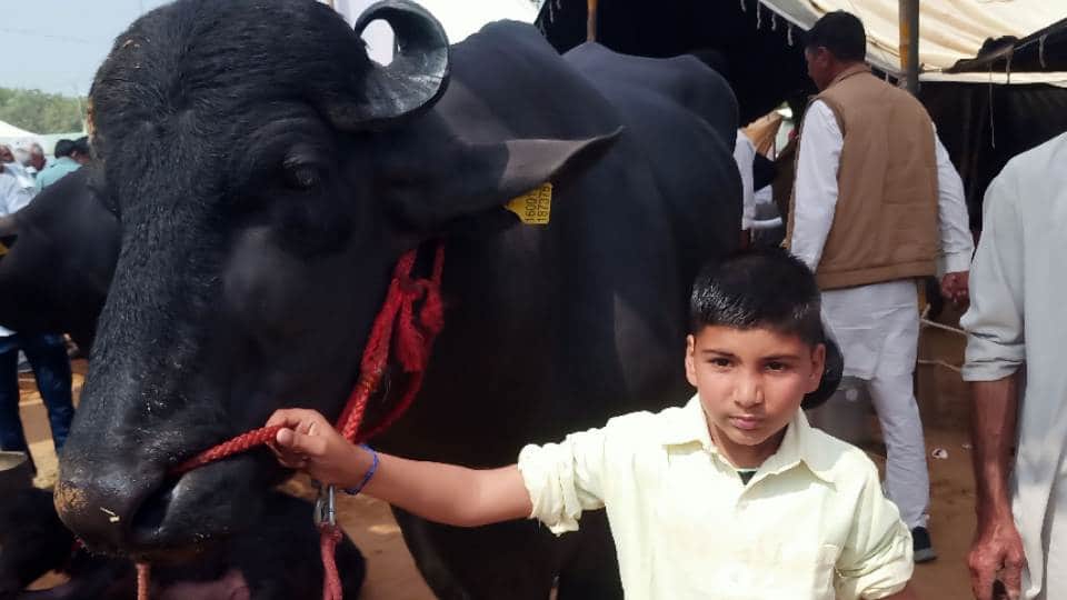 These buffaloes are more expensive than luxury vehicles