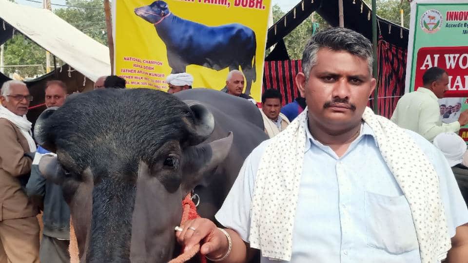 These buffaloes are more expensive than luxury vehicles