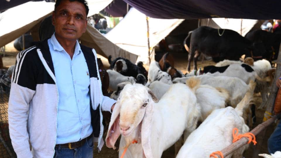 The earning of these Murrah buffaloes are in lakhs rupees in a months