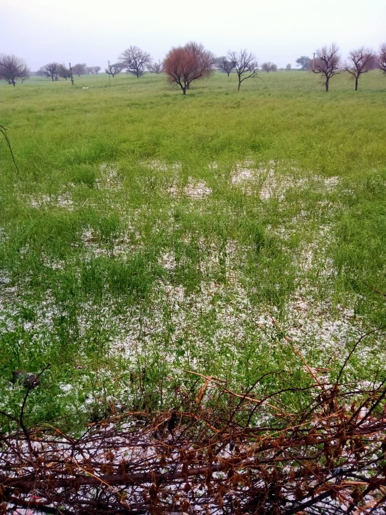 Hail rain accompanied by rain late in the evening, damage to crops