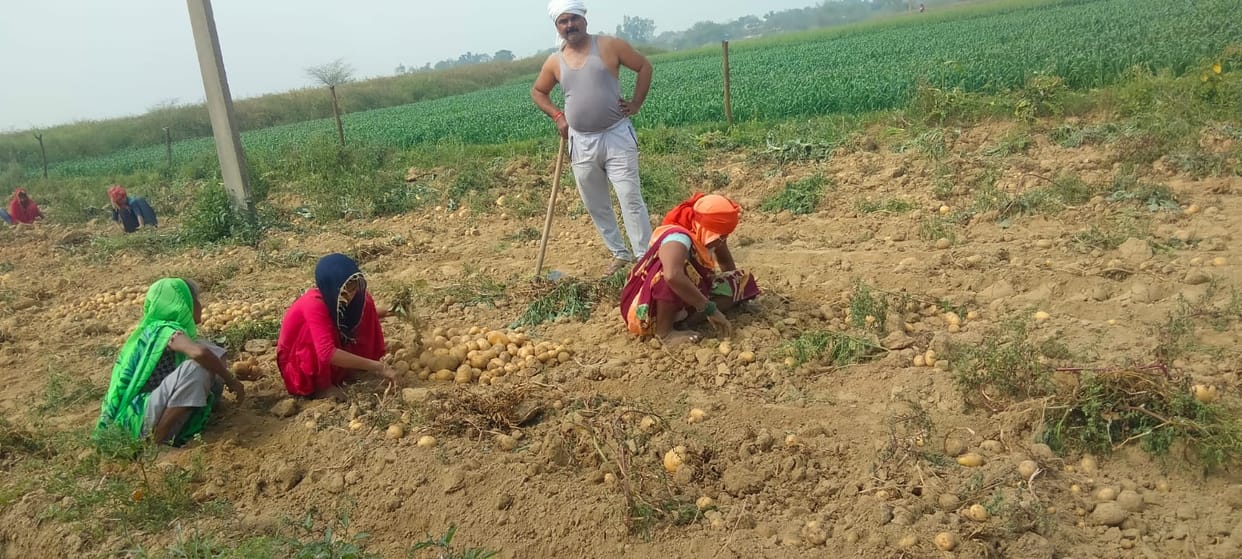 Potato prices increased by seven rupees in seven days