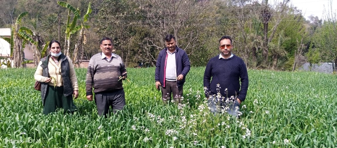 Wheat crop got yellow rust disease