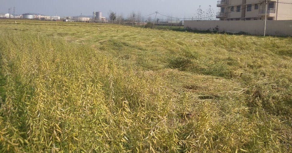 Mustard crop spread by rain and wind
