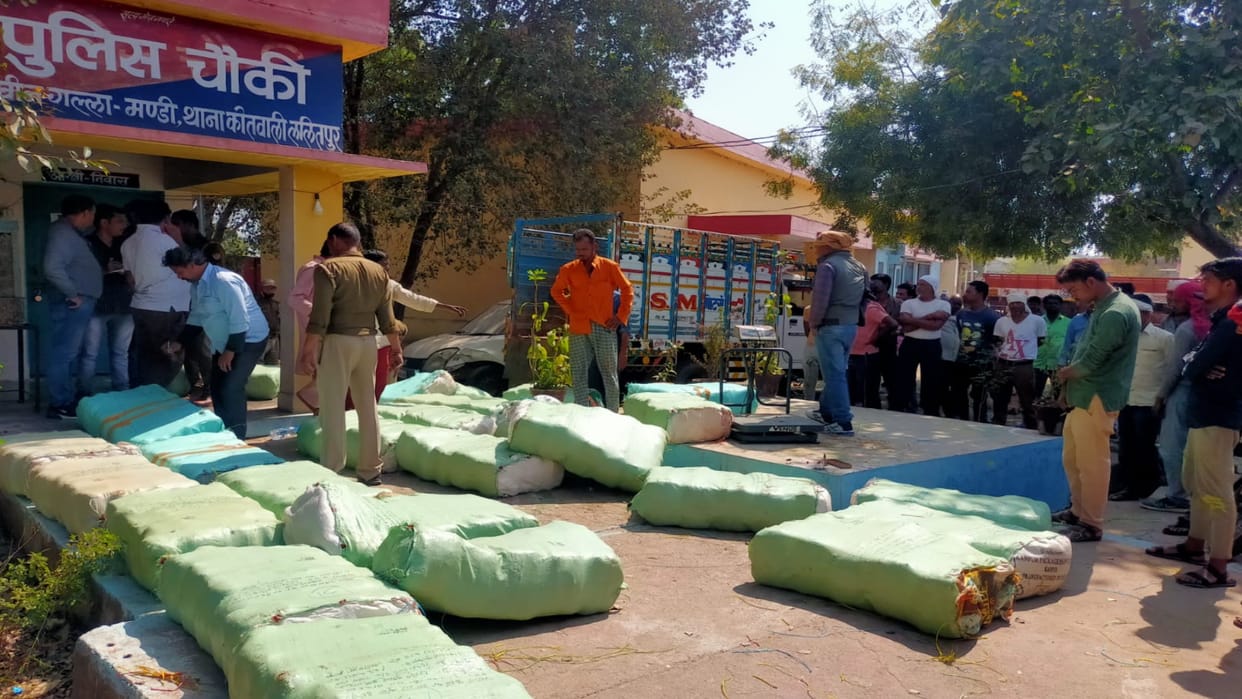 UP lalitpur police seized truck full of 57 quintal illegal ganja worth rupees five crore two arrested