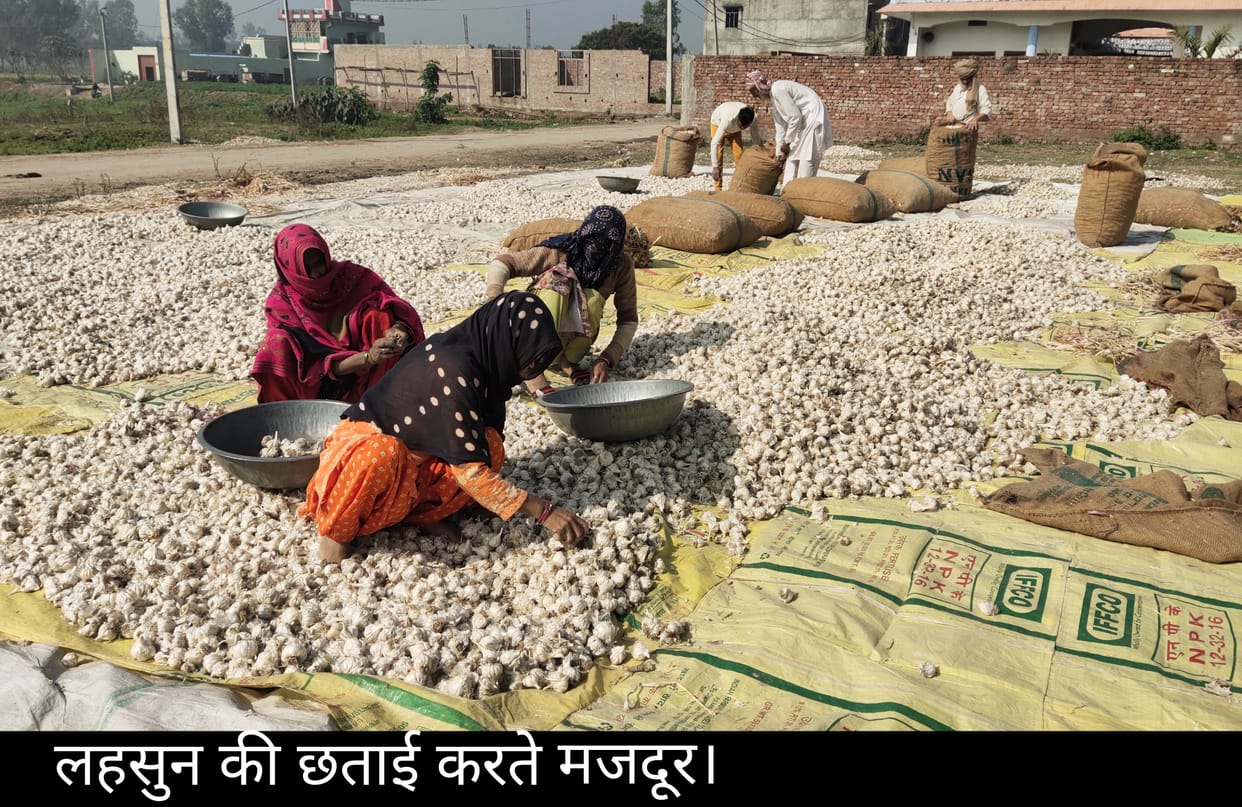 'White gold' is being sold at the rate of soil