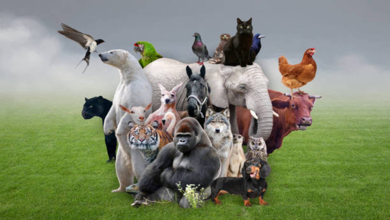 These five animals in a dream is an auspicious sign according to Swapna Shastra