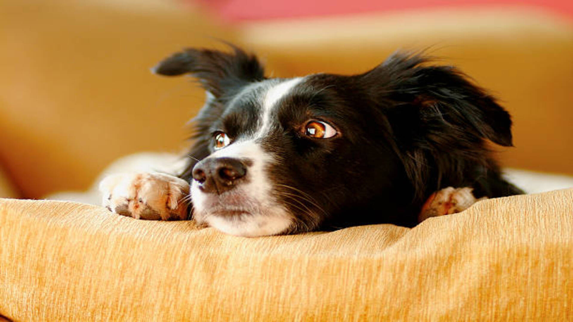 These five animals in a dream is an auspicious sign according to Swapna Shastra