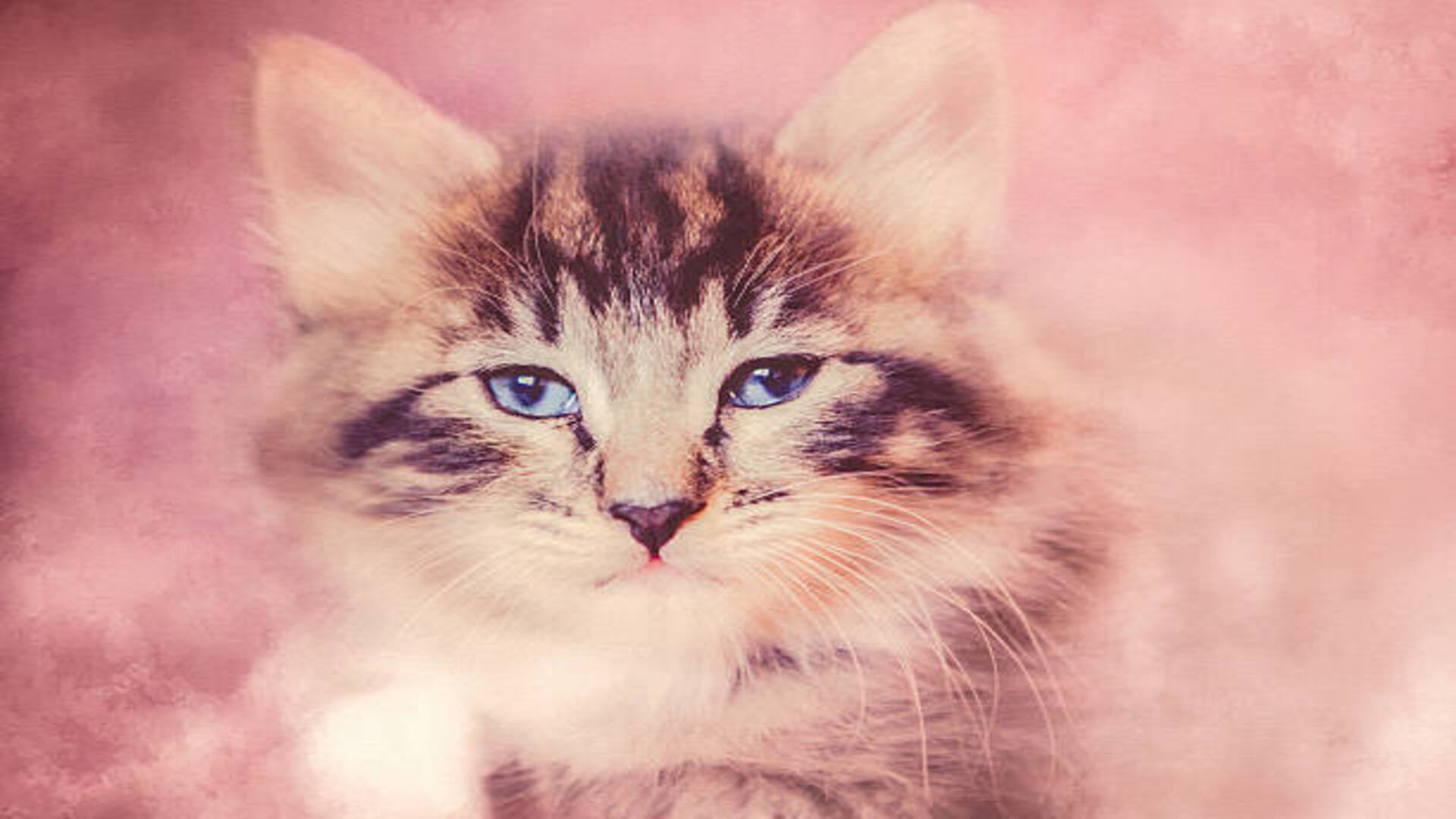 These five animals in a dream is an auspicious sign according to Swapna Shastra