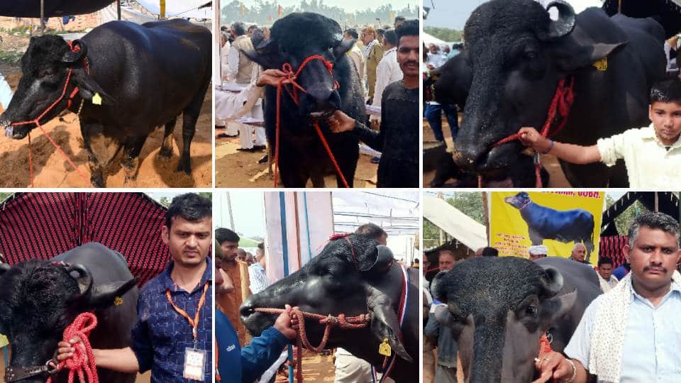 These buffaloes are more expensive than luxury vehicles