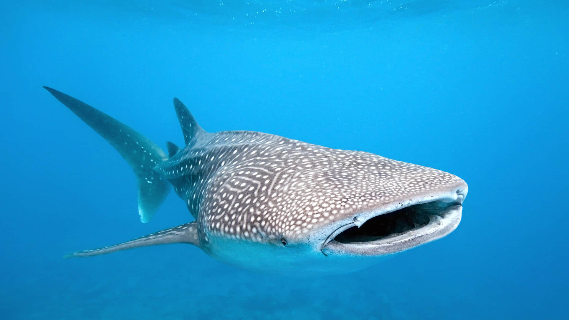 Why whale shark are endangered know what is the reason behind it