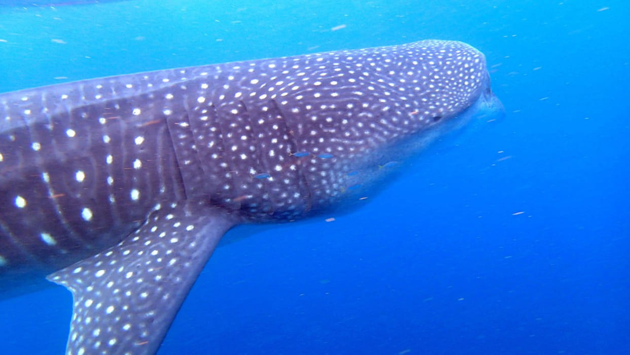 Why whale shark are endangered know what is the reason behind it