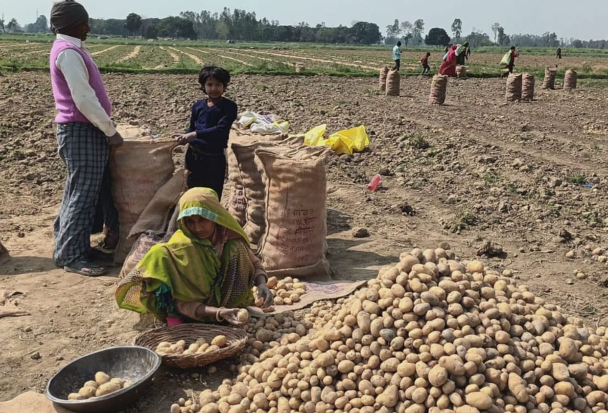 Drizzle with wind increased the concern of farmers