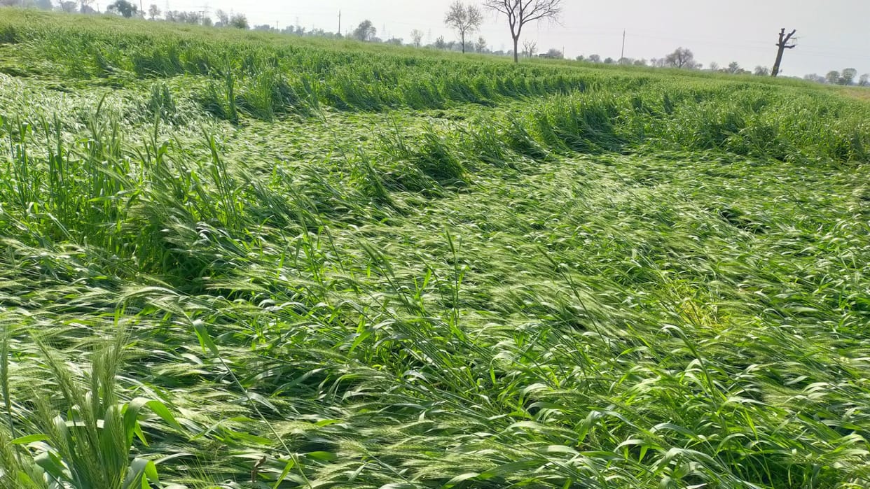 Damage to crops due to unseasonal rain and hailstorm in Haryana